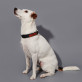 Name + nummer 2 - Geschenkset für Hunde