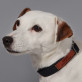 Name + nummer 2 - Geschenkset für Hunde