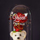 Queen - Ewige Rose mit Teddybär Queen - Ewige Rose mit Teddybär