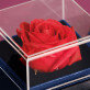 Die Schöne und das Biest - Ewige Rose in einer Schachtel