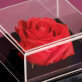 schöne Blume - Ewige Rose in einer Schachtel