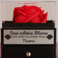 schöne Blume - Ewige Rose in einer Schachtel