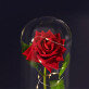Schöne Blume - Ewige Rose Im Glas