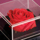 Hochzeitstag - Ewige Rose in einer Schachtel